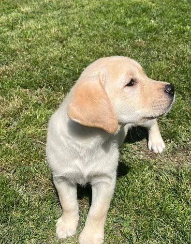 Regala cuccioli di Labrador | Foto 3