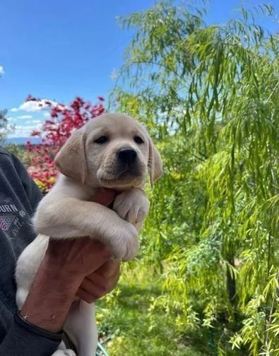 Regala cuccioli di Labrador | Foto 0