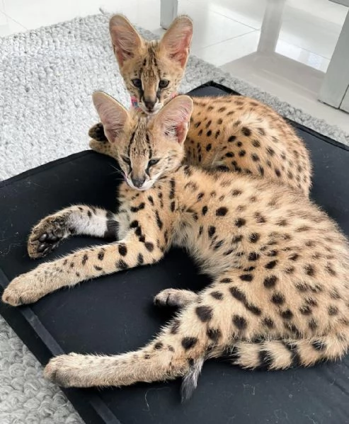 Bellissimi gattini serval | Foto 6