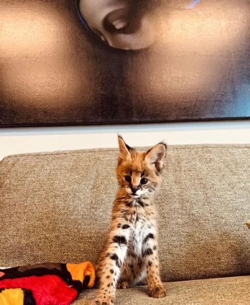 Bellissimi gattini serval | Foto 5