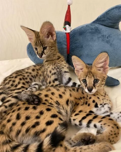 Bellissimi gattini serval