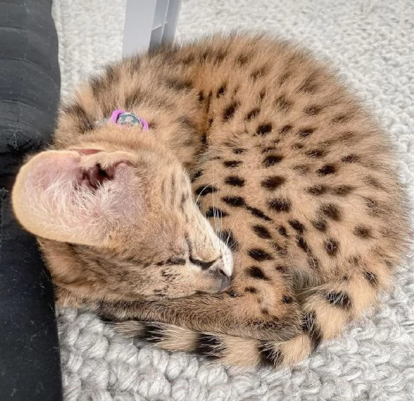 Bellissimi gattini serval | Foto 3