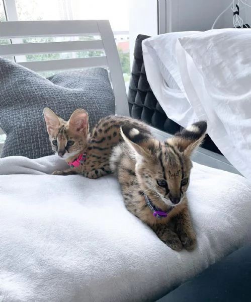 Bellissimi gattini serval | Foto 2