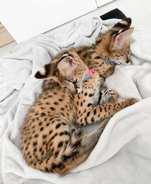 Bellissimi gattini serval | Foto 1