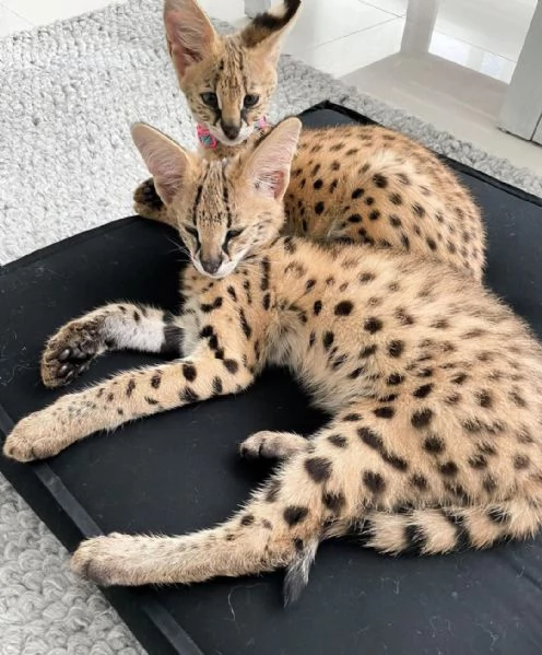 Bellissimi gattini serval | Foto 0