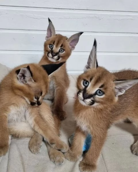 splendidi gattini caracal