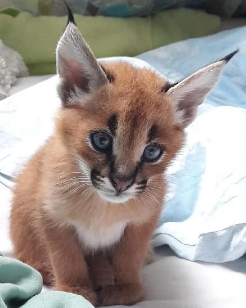 splendidi gattini caracal | Foto 6