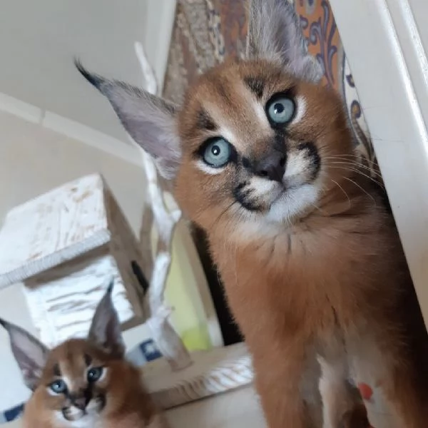 splendidi gattini caracal | Foto 4