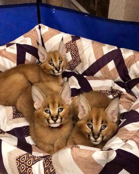 splendidi gattini caracal | Foto 3