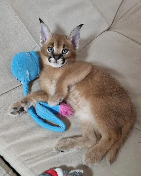 splendidi gattini caracal | Foto 1