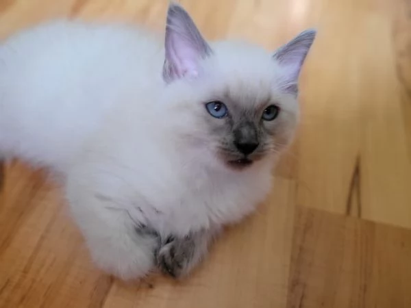 Meravigliosi gattini Ragdoll | Foto 4