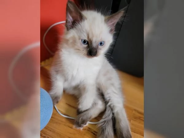 Meravigliosi gattini Ragdoll | Foto 3