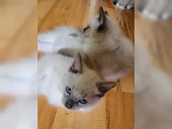 Meravigliosi gattini Ragdoll