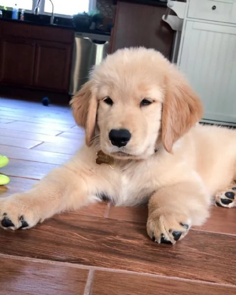  cuccioli di golden retriever.