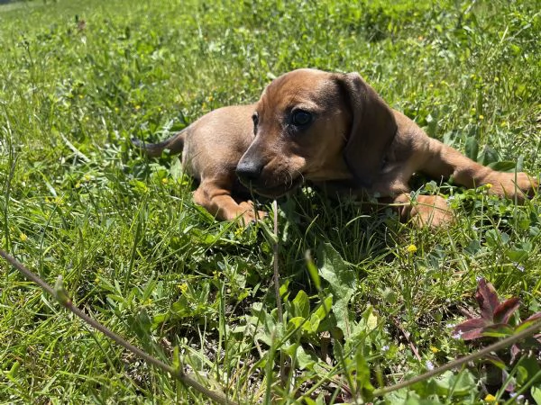 Cuccioli bassotto 