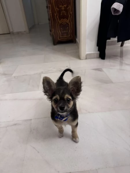 chihuahua cucciolo