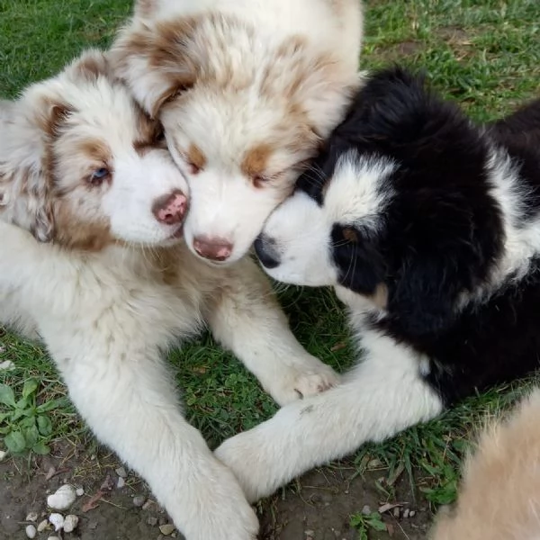 Cuccioli pastore australiano  | Foto 2