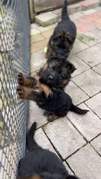 Cuccioli pastore tedesco 