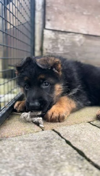 Cuccioli pastore tedesco  | Foto 4