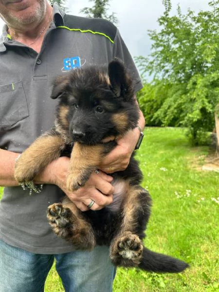 Cuccioli pastore tedesco  | Foto 3