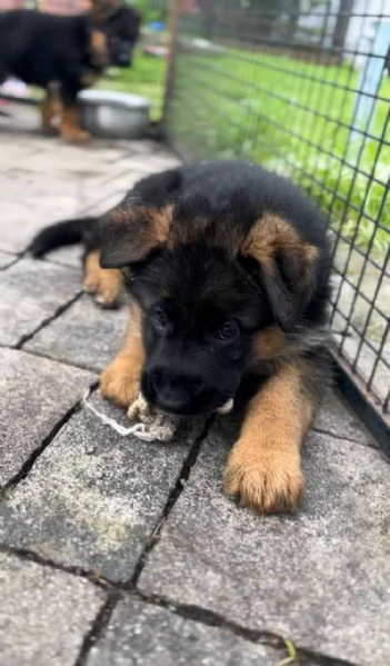 Cuccioli pastore tedesco  | Foto 2