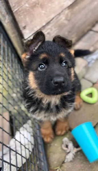 Cuccioli pastore tedesco  | Foto 1