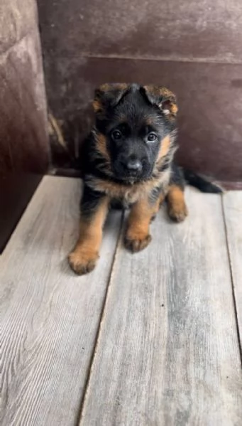 Cuccioli pastore tedesco  | Foto 0