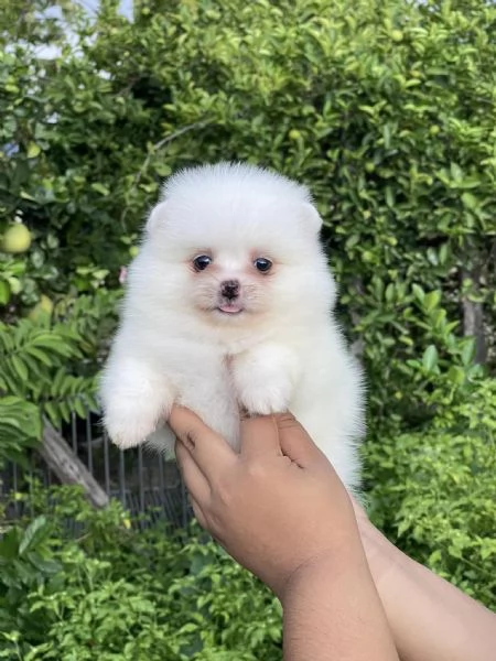 Cuccioli di Pomerania per l'adozione