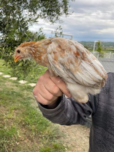 Piccolo allevamento di galline ornamentali  | Foto 3