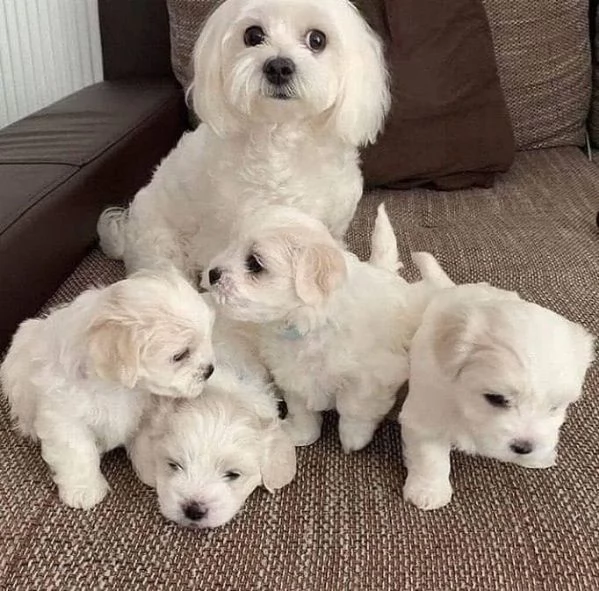 Questi splendidi cuccioli maltesi T-Cup