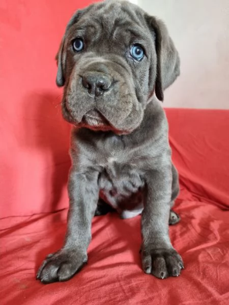 Cuccioli cane corso