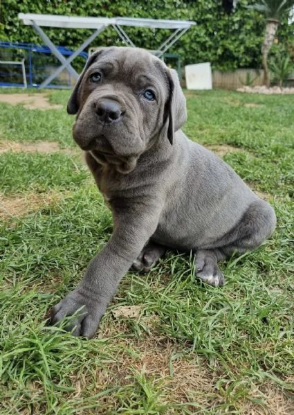 Cuccioli cane corso | Foto 4