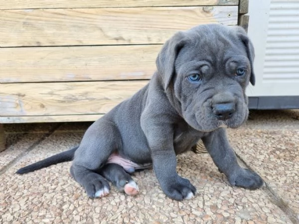 Cuccioli cane corso | Foto 3