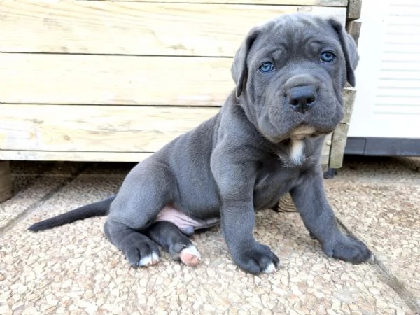 Cuccioli cane corso | Foto 2