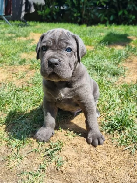 Cuccioli cane corso | Foto 1