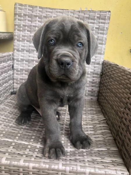 Cuccioli cane corso | Foto 0