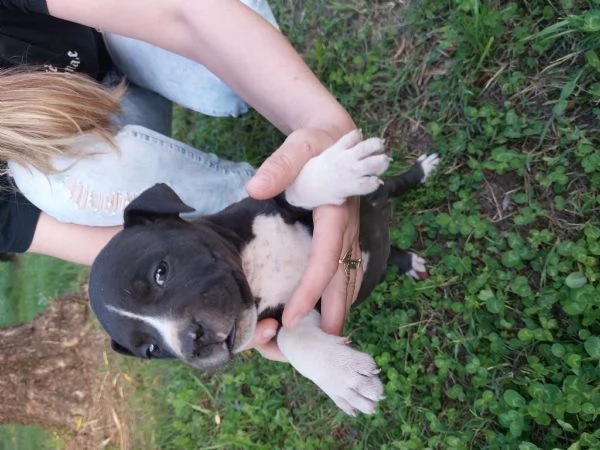 Disponibile cuccioli amstaff 