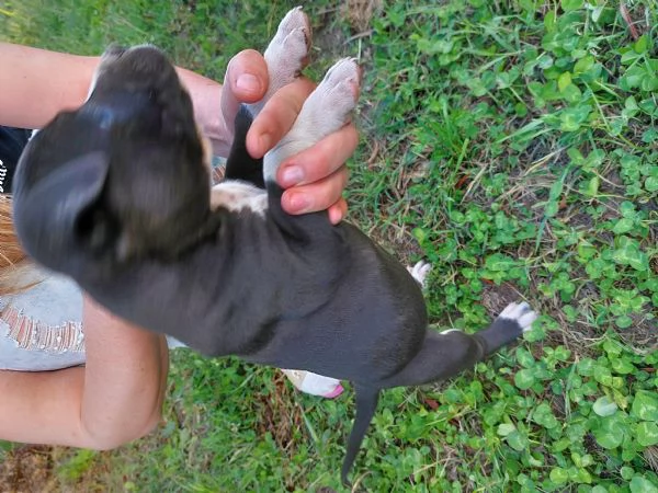 Disponibile cuccioli amstaff  | Foto 4