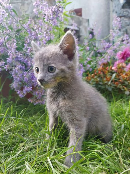 Gattina 2 mesi pelo semi lungo | Foto 2