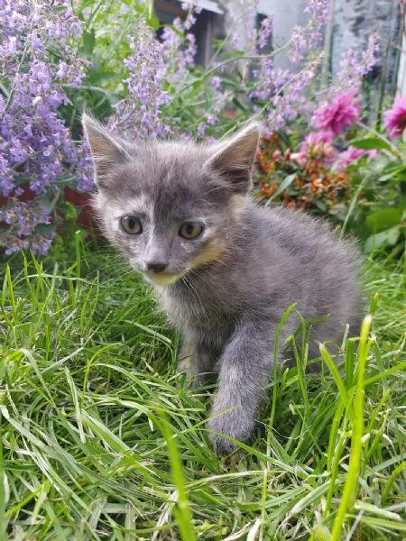 Gattina 2 mesi pelo semi lungo | Foto 0