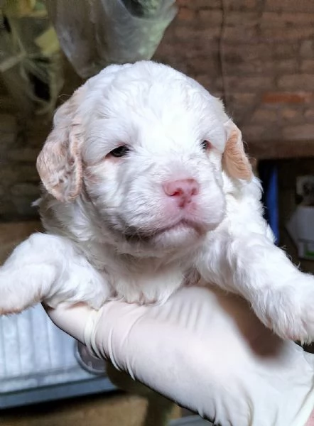 Cuccioli di Lagotto Romagnolo con pedigree