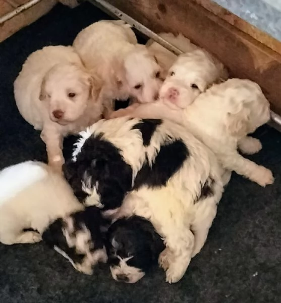 Cuccioli di Lagotto Romagnolo con pedigree | Foto 6