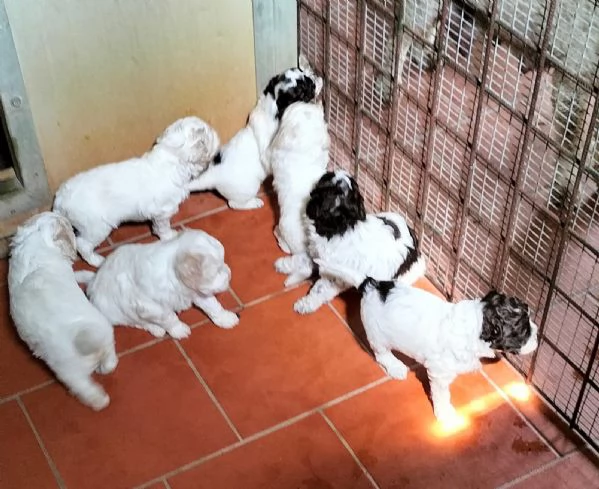 Cuccioli di Lagotto Romagnolo con pedigree | Foto 4