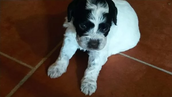 Cuccioli di Lagotto Romagnolo con pedigree | Foto 2