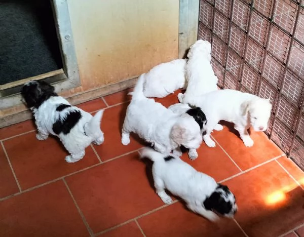 Cuccioli di Lagotto Romagnolo con pedigree | Foto 1