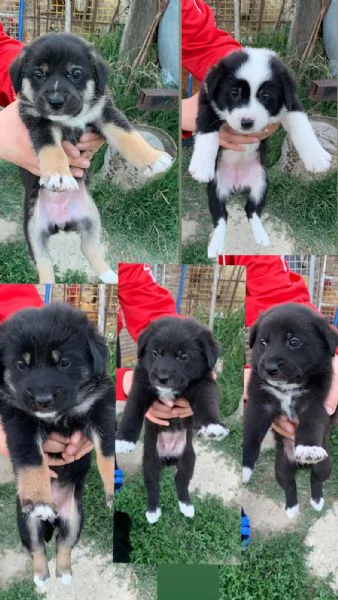 Regalo 5 bellissime cucciole  | Foto 4