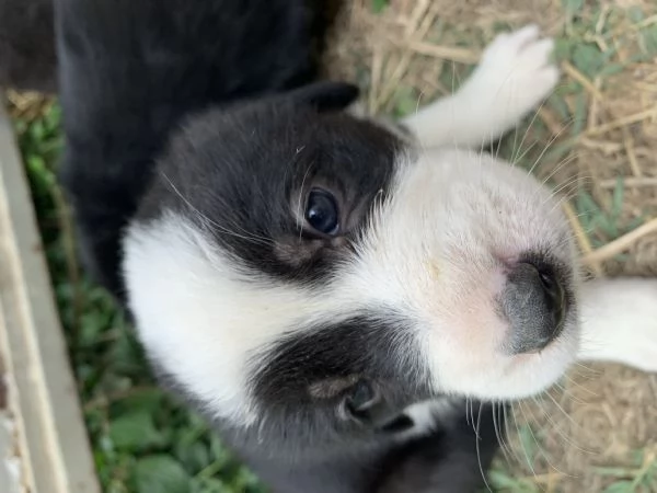 Regalo 5 bellissime cucciole  | Foto 1