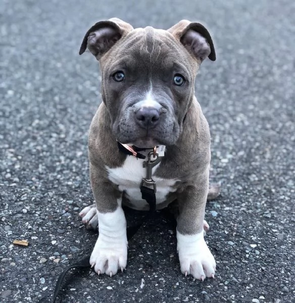 Cucciolo di American Pitbull Terrier 