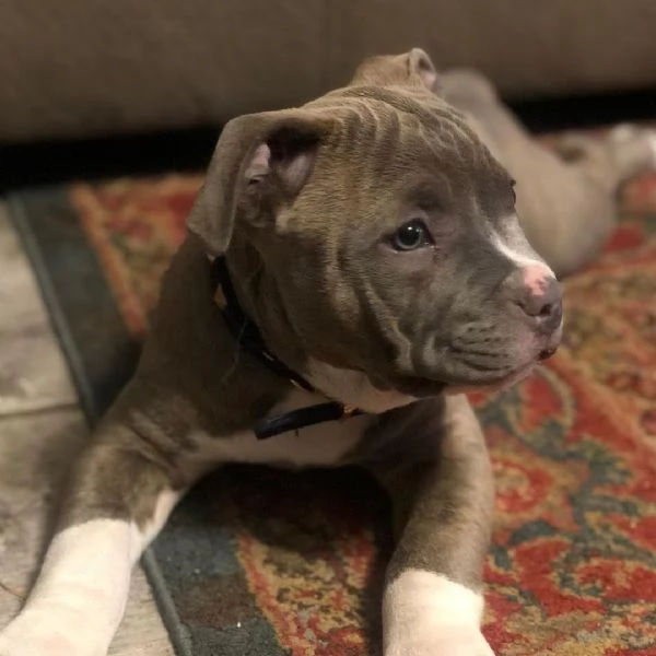 Cucciolo di American Pitbull 