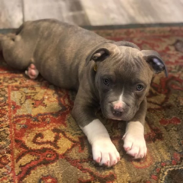 Cucciolo di American Pitbull  | Foto 1